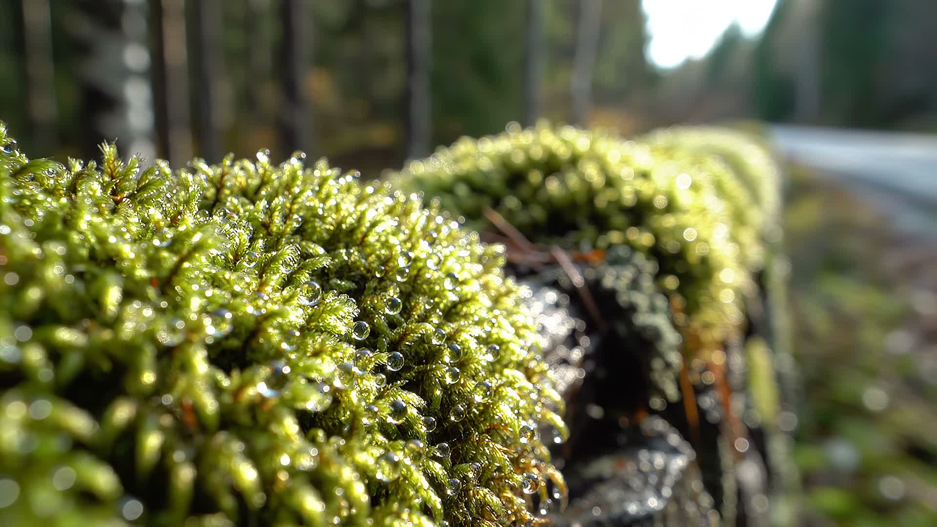 Lush natural surface with plants and biomass